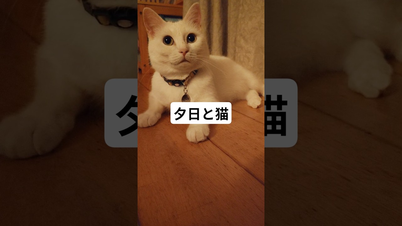 みなさん暑いですね猫も暑いです!! #shorts #ねこ #猫 #ねこのいる暮らし #ねこのいる生活 #art
