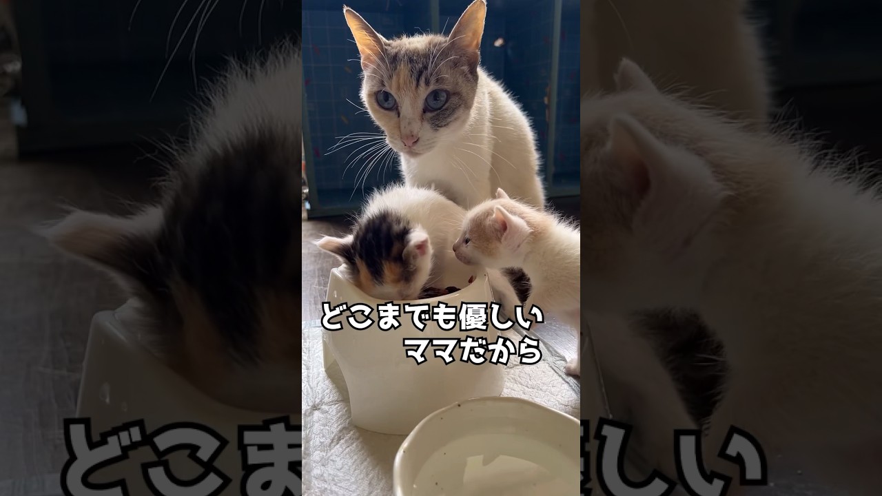 シロさんの育児日記⑥