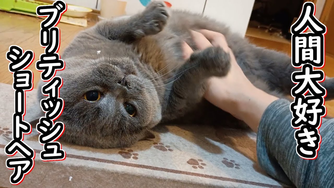 【保護猫】人間大好きなブリティッシュショートヘアと遊んだ結果【ねこのいる暮らし】