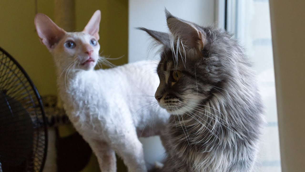 Maine Coon VS Cornish Rex - Funny Compilation