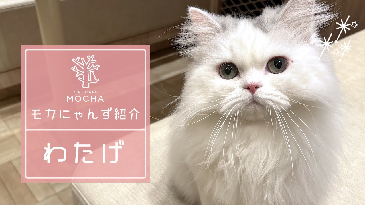 わたげ（ラガマフィン♂）羽生店