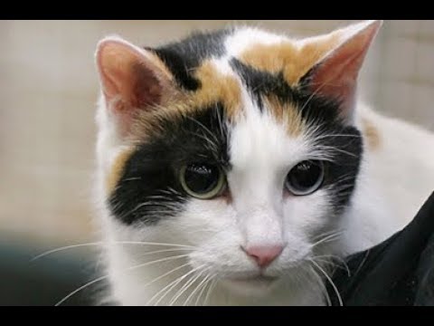 猫 ネコ画像 世界の猫！「ジャパニーズボブテイル」(Cute Funny Crazy Cats Compilation)