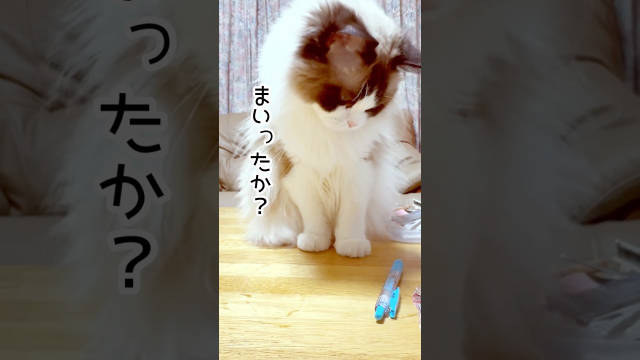 【ボールペンvsラグドール】#猫#猫のいる暮らし #ラグドール#猫パンチ  #shorts