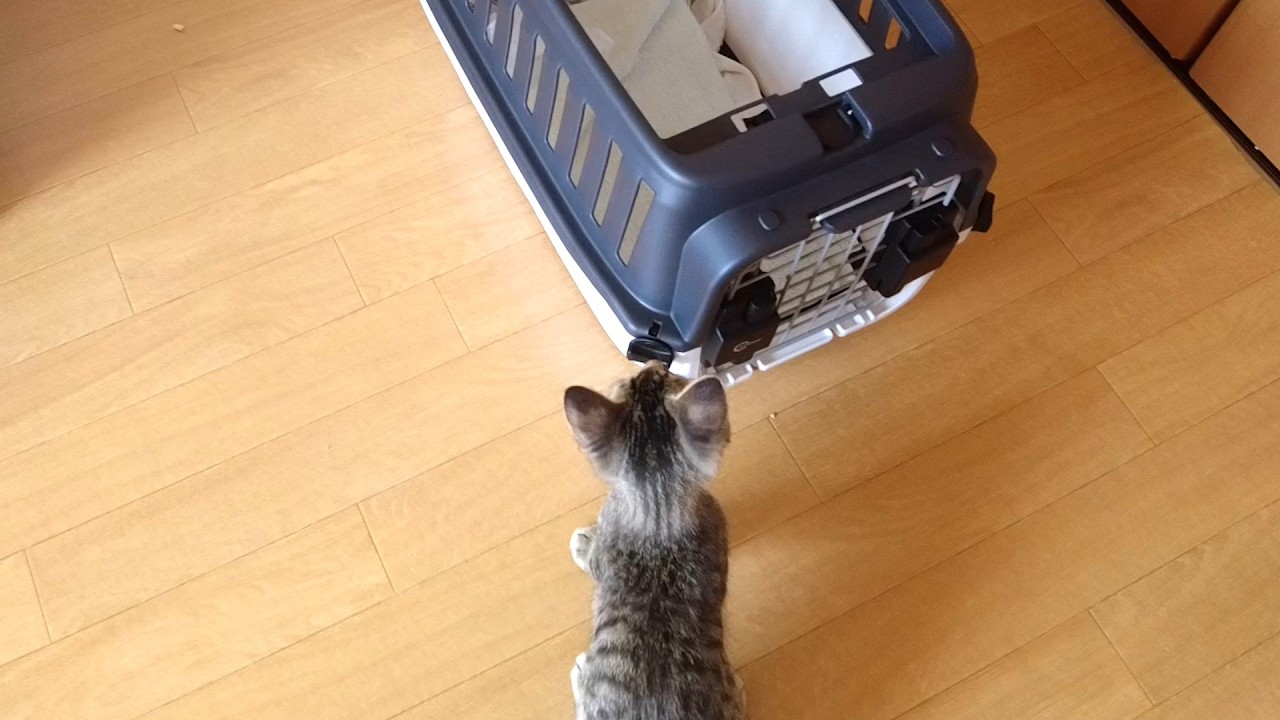 保護した子猫の血液検査の結果