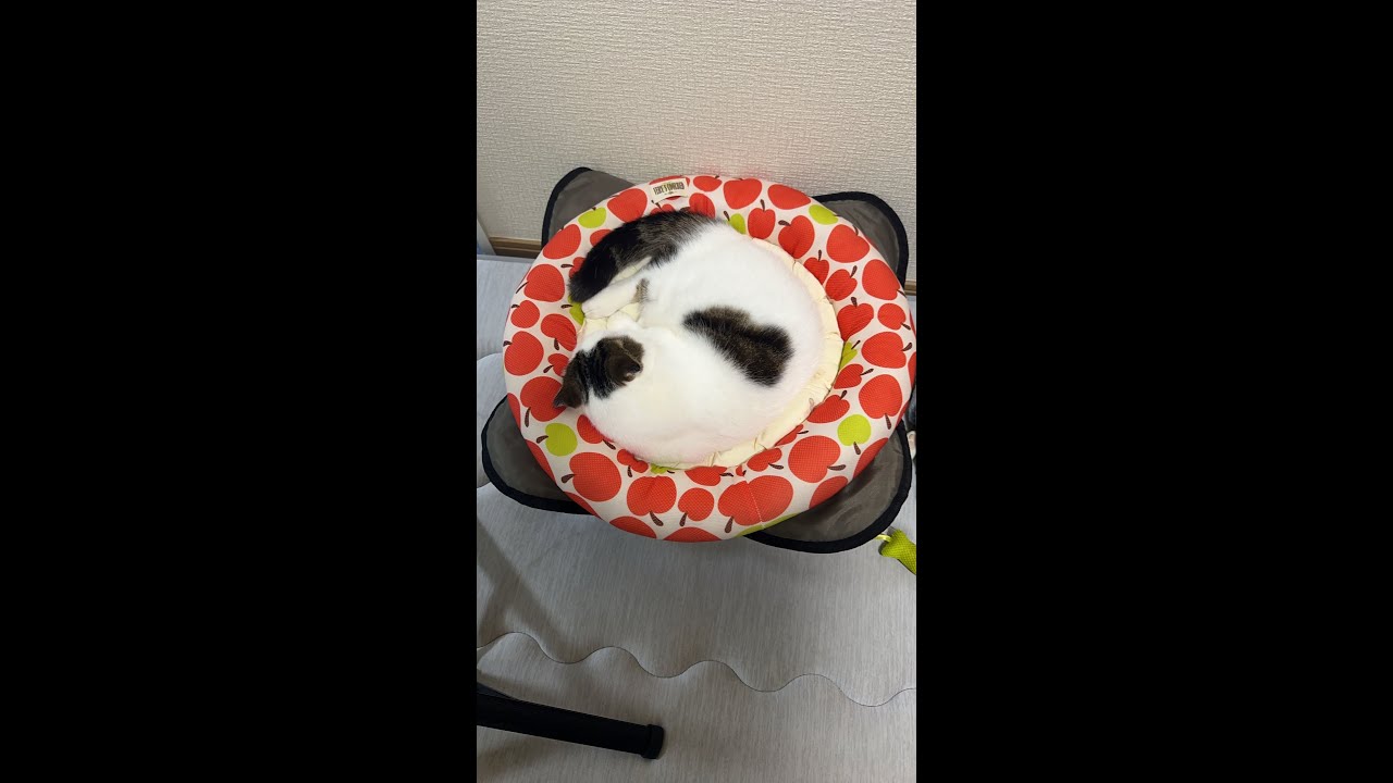 猫ライブ配信🐱かいちゃん🐱ハチワレ猫🐱202500730at Live streaming #猫 #ねこ  #かいちゃん  #猫ライブ #live