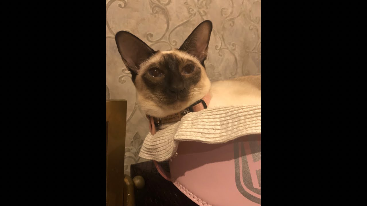 I am a Siamese cat. is live!
