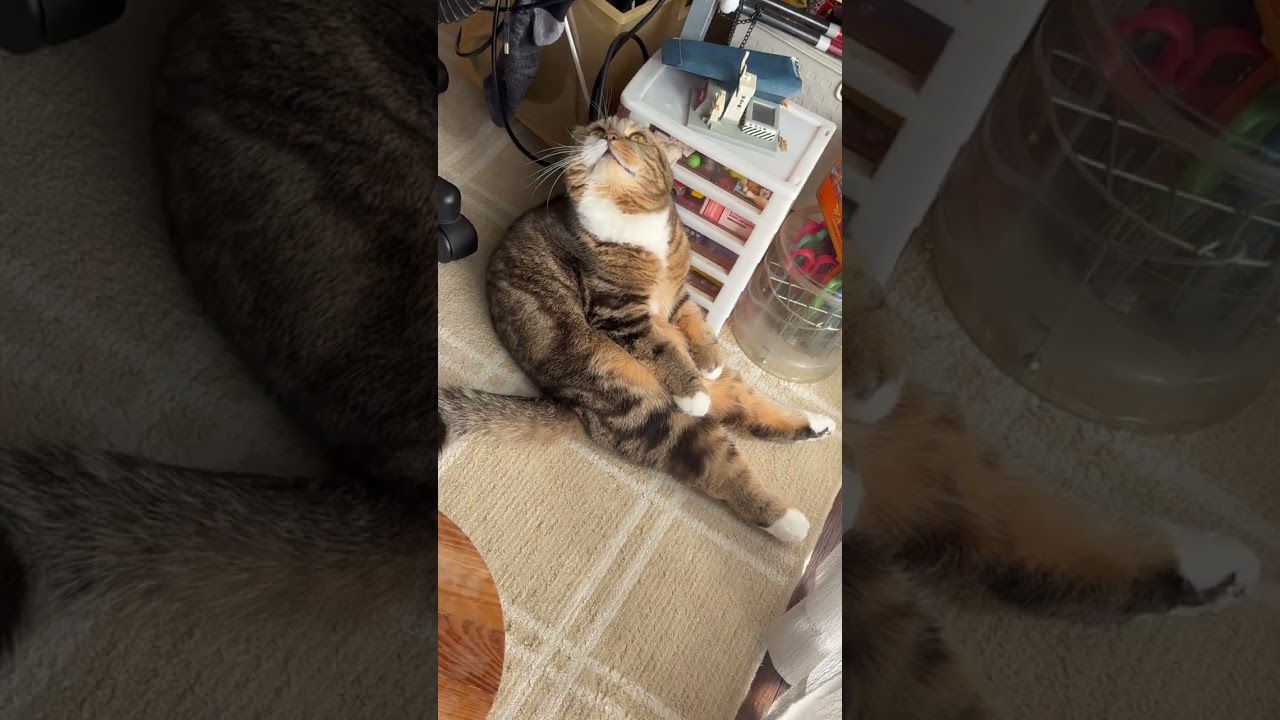 うちの猫、正統スコ座り　#ネコ　#猫　#cat #scottishfold #スコティッシュフォールド　#スコ座り