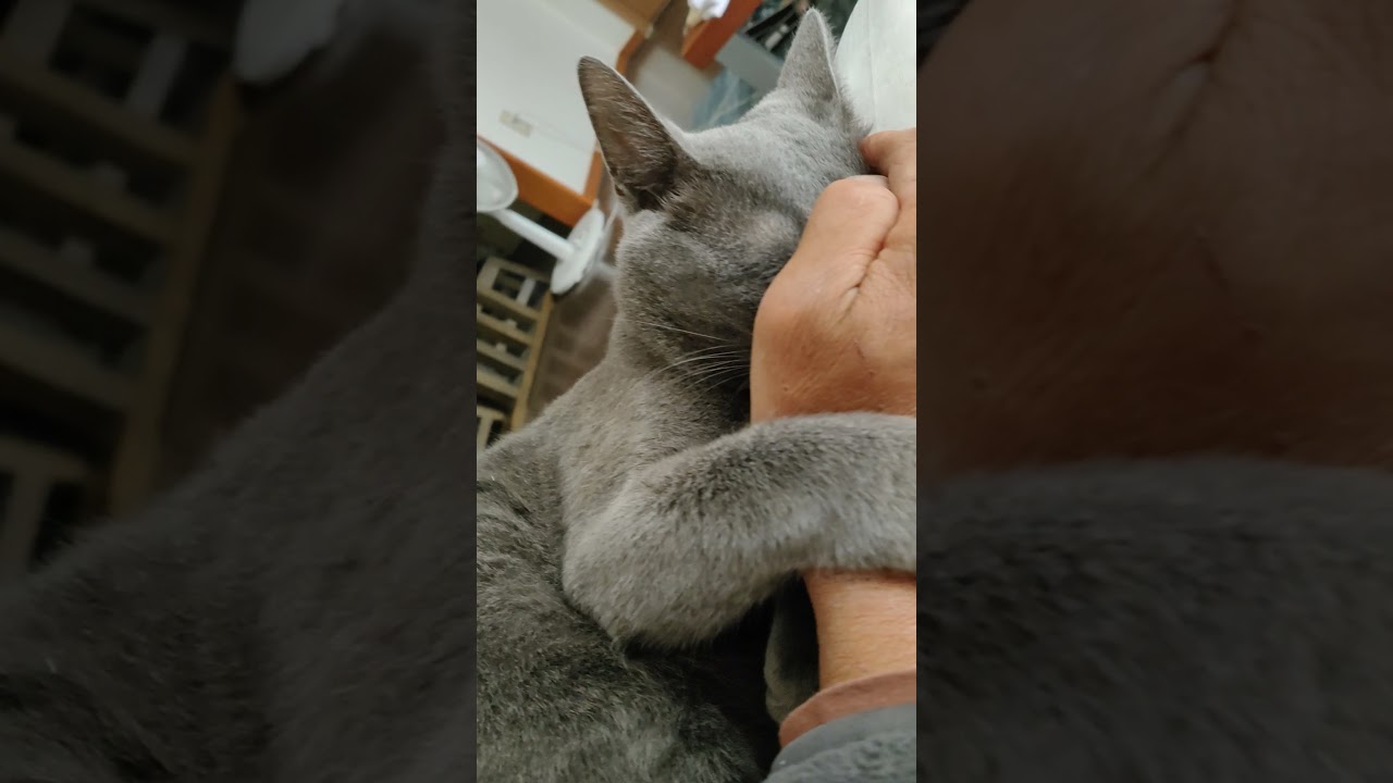 #shorts  オトンの右手が大好きなショーン   #猫　#猫動画  #コラット