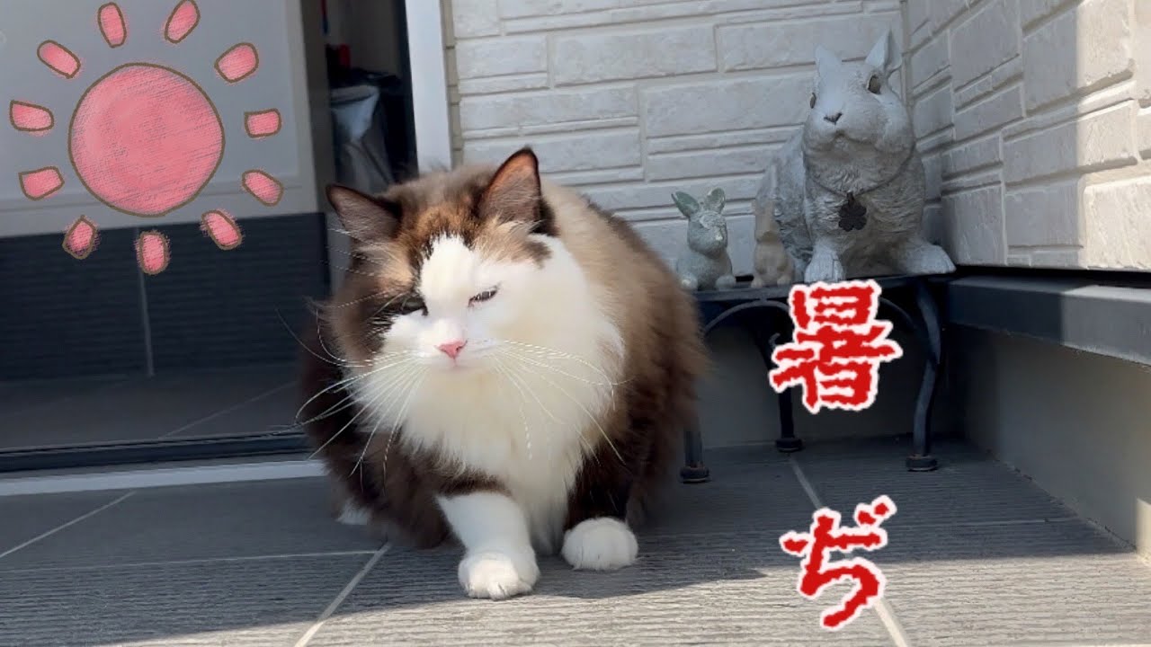 【でぶ猫】わがままボディ・ラグドールの自由気ままな過ごし方😈