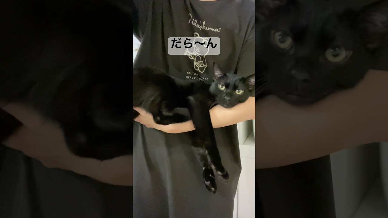 抱っこされてゴキゲンな子猫　#黒猫 #ボンベイ #猫 #cat #bombay #猫のいる暮らし #猫好きさんと繋がりたい #ねこのいる生活 #ねこ動画 #ねこ