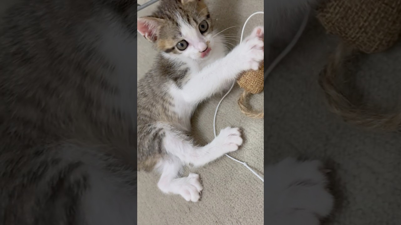 生後1ヶ月半の保護子猫たちを見守る、血のつながった先住猫🐱 #shorts  #子猫動画 #保護子猫