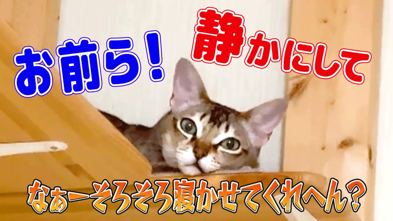 【シンガプーラ】お前ら！静かにして！なぁ…そろそろ寝かせてくれへん！📢 コメントもお待ちしています🐾#singapura #cat #animals