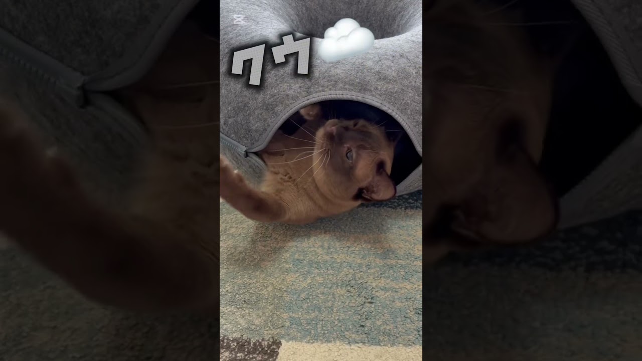 影分身の術🥷　#猫 #cat #ヨーロピアンバーミーズ #猫のいる暮らし