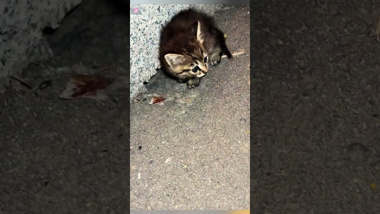 かわいい野良子猫#子猫