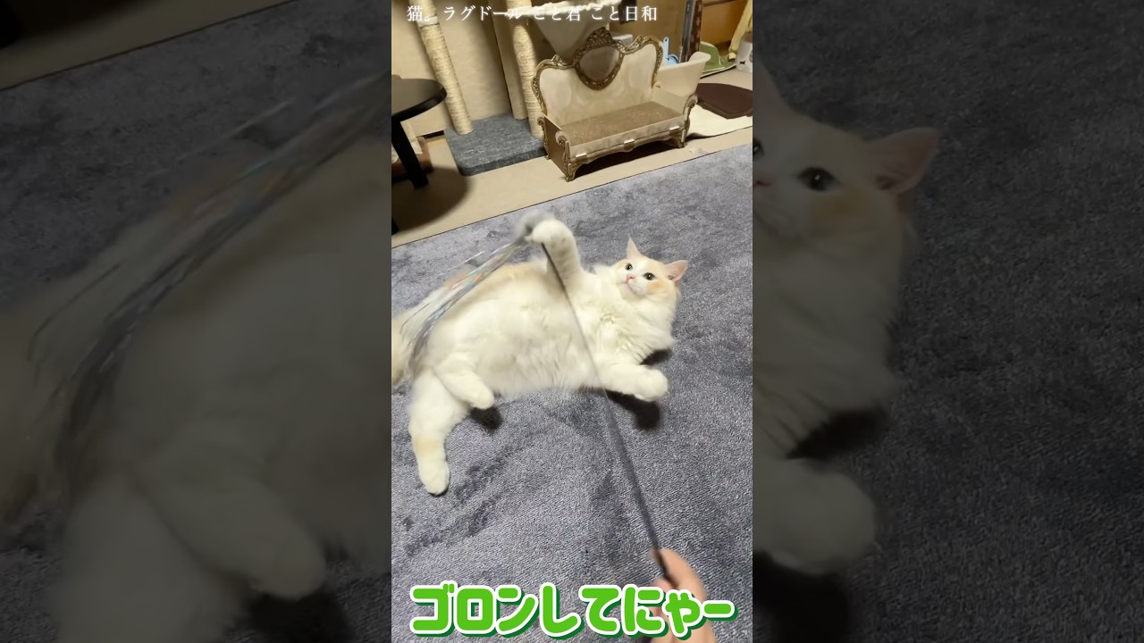 猫。ゴロンしてにゃー#shorts