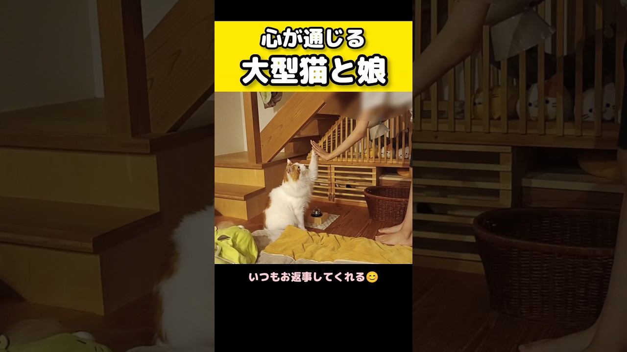 仲良しな2人 #メインクーン #猫 #猫のいる暮らし#cat #mainecoon #catlover​  #catshorts​ #cute​ #cutecat​ #fyp​