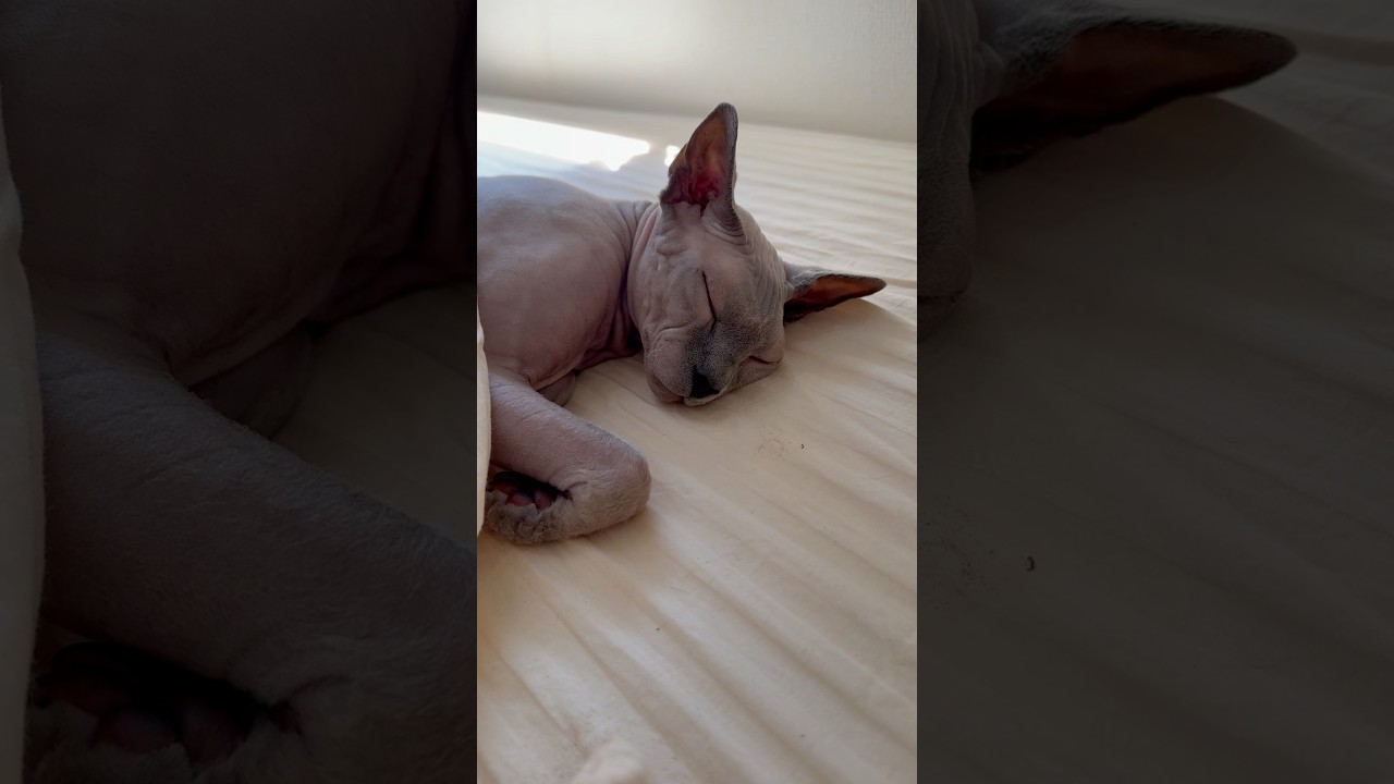 ママの隣でお昼寝する毛のない猫【スフィンクス】