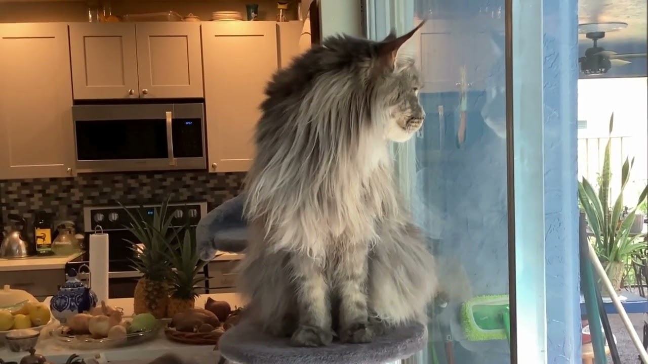 Inspector Fluff: Maine Coon Cat Reviews His Home Maintenance 😼🔍