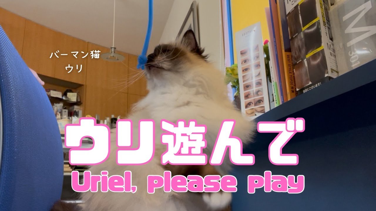 バーマン猫ウリ【ウリ遊んで】Uriel, please play （バーマン猫）Birman/Cat