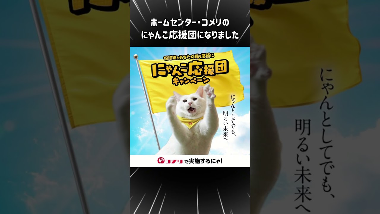 子猫の頃に駐車場で拾ったミルコがなんと！ホームセンター・コメリのにゃんこ応援団になりました #保護猫 #にゃんこ応援団 #コメリ#PR