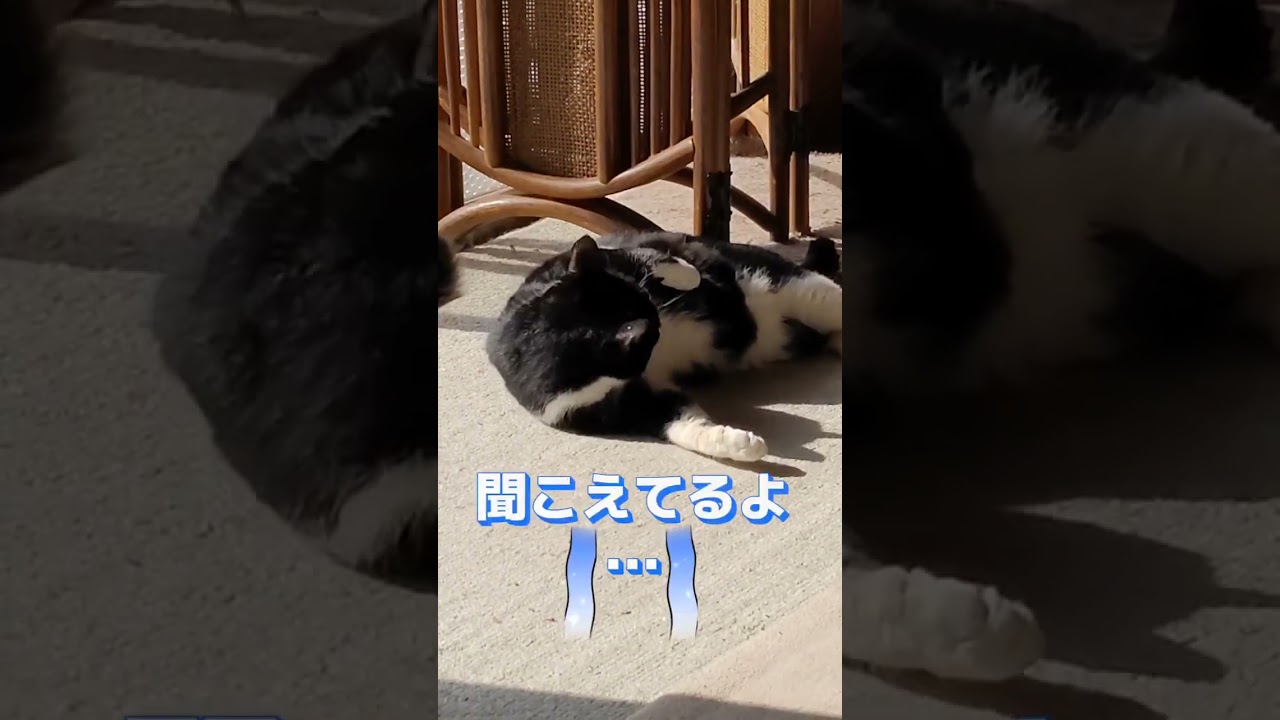 お土産よろしく😄#shorts#ハチワレ#コラット#姉の愛