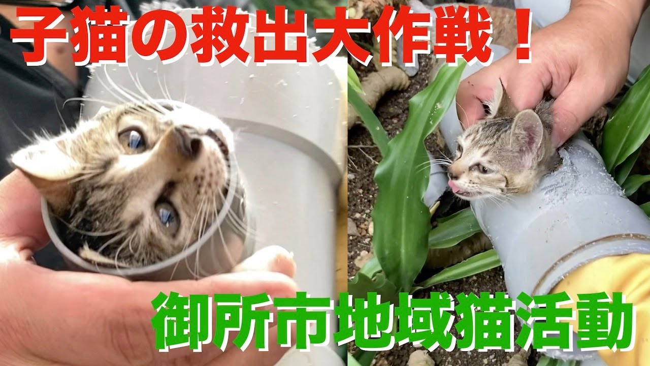 【マリオ＆ルイージ】子猫の兄弟救出大作戦！［再編集版］