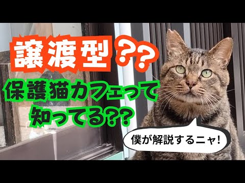 【知らないと損】譲渡型保護猫カフェの魅力を看板猫が解説するニャ！