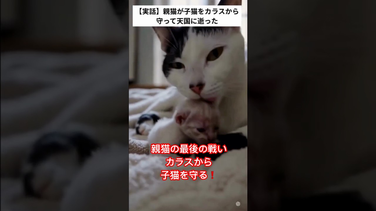 親猫がカラスから子猫を守った！私が間に間に合わなかったせいで・・・　＃short