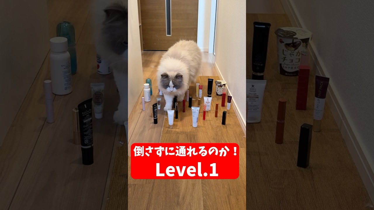 10kg運動神経ゼロのラグドールの倒さないで通れるかチャレンジ#ラグドール #巨大猫