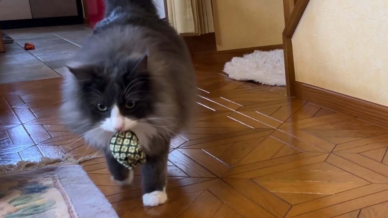 【お疲れw】たくさん遊びすぎて疲れちゃった、ばあばともふ猫たちwwwノルウェージャンフォレストキャットとターキッシュアンゴラ♡