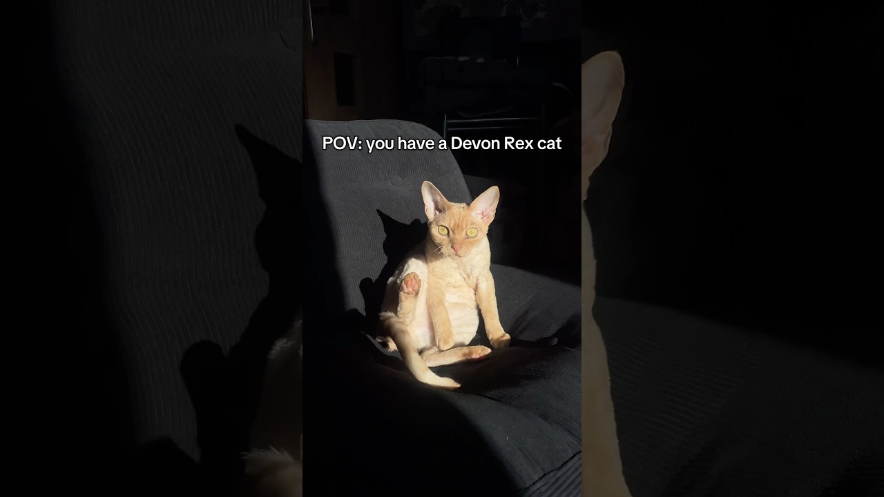 Living With a Devon Rex Be Like 😂#funnycatvideos #devonrexcats #catshorts #orangecat #catvlogs #cat