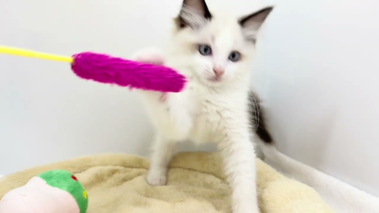 【2025.7.19公開】シールポイントバイカラー！ラグドールの子猫男の子登場！！