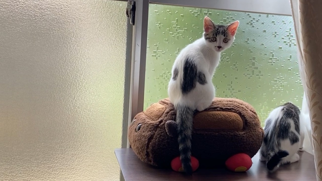保護されて初めての夏が来た子猫姉妹