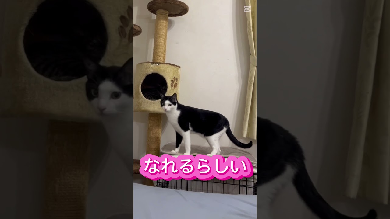 本日のハチワレ猫とキジ猫　Today's Tuxedo Cat and Brown Tabby #shorts