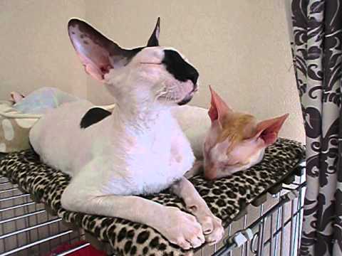 コーニッシュレックス