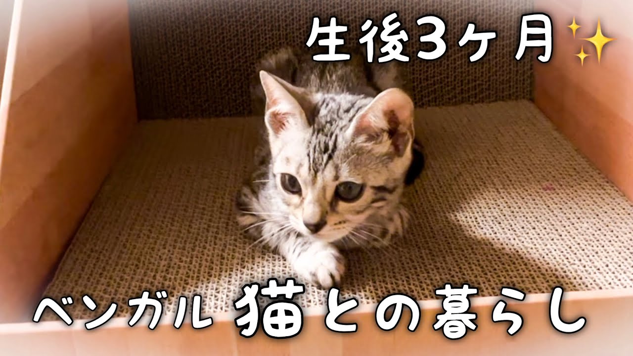 生後３ヶ月のベンガル猫の成長の様子はこちらです😊