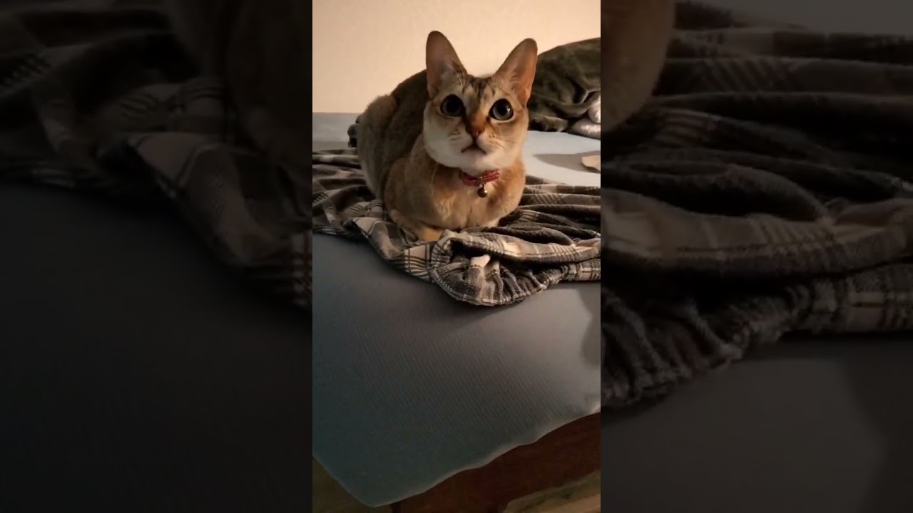飼い主のパジャマの上が1番落ち着くシンガプーラ猫はこちら#猫のいる暮らし