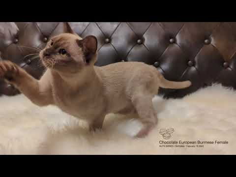 ★ヨーロピアンバーミーズ★2022/02/16★チョコレート女の子