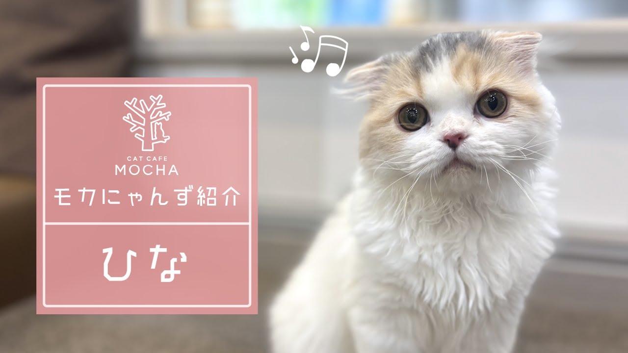 ひな（スコティッシュフォールド♀）立川店