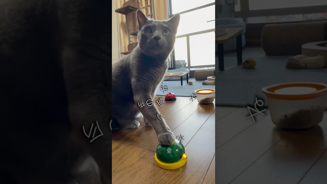 【ロシアンブルー】今朝のめろんのおねだり...暑くても食欲旺盛ですよ🤗【猫】#shorts