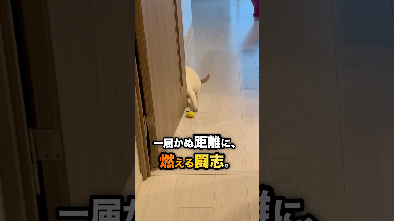 取れそうで取れない！？ボール遊びから始まったパイナップルおもちゃ挑戦が可愛くて面白すぎる猫【猫ショート】【トンキニーズ】　#猫 #猫ショート #ボール遊び