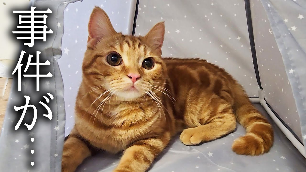 子猫が生まれて初めてテントでキャンプしたら...