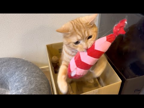 何度もおもちゃを持っていこうとする猫の独占欲が強すぎたww