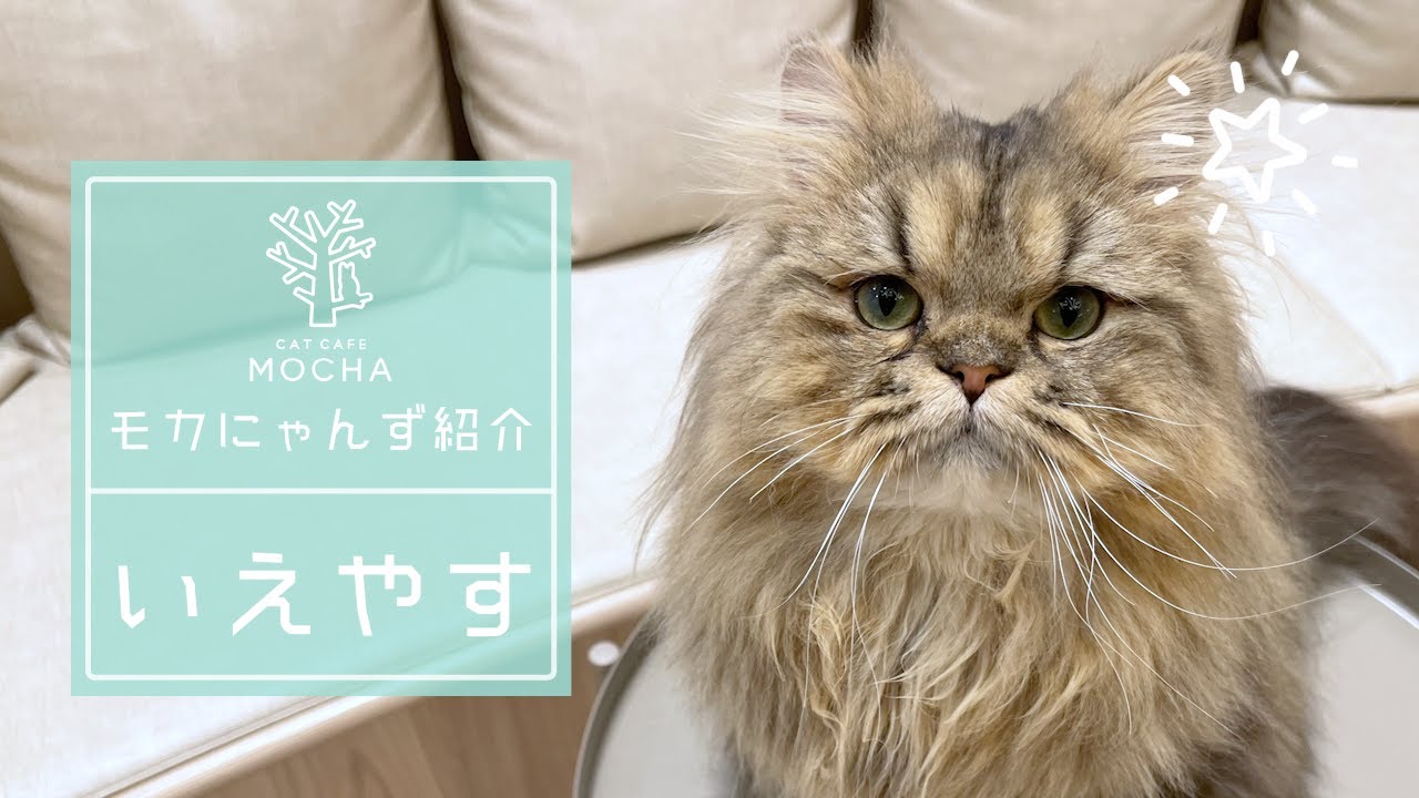 いえやす（ペルシャ♂）羽生店