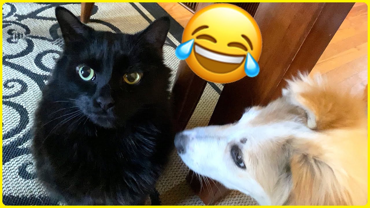 Cute Puppy meets Manx Cat! (TAILLESS CAT)