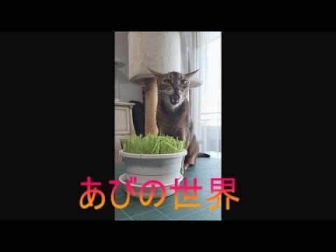ネコ動画あび＃5158　あびの毎日　アビシニアン　あび