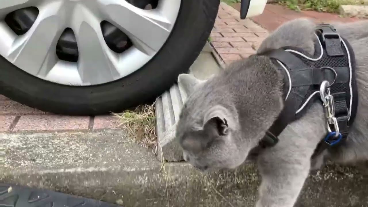 はじめさんとの日課 #猫 #ブリティッシュショートヘア ＃猫との時間