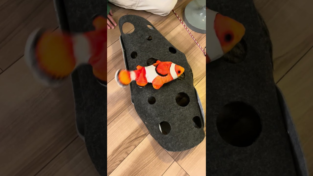 #668 ニモと格闘するまろん #子猫