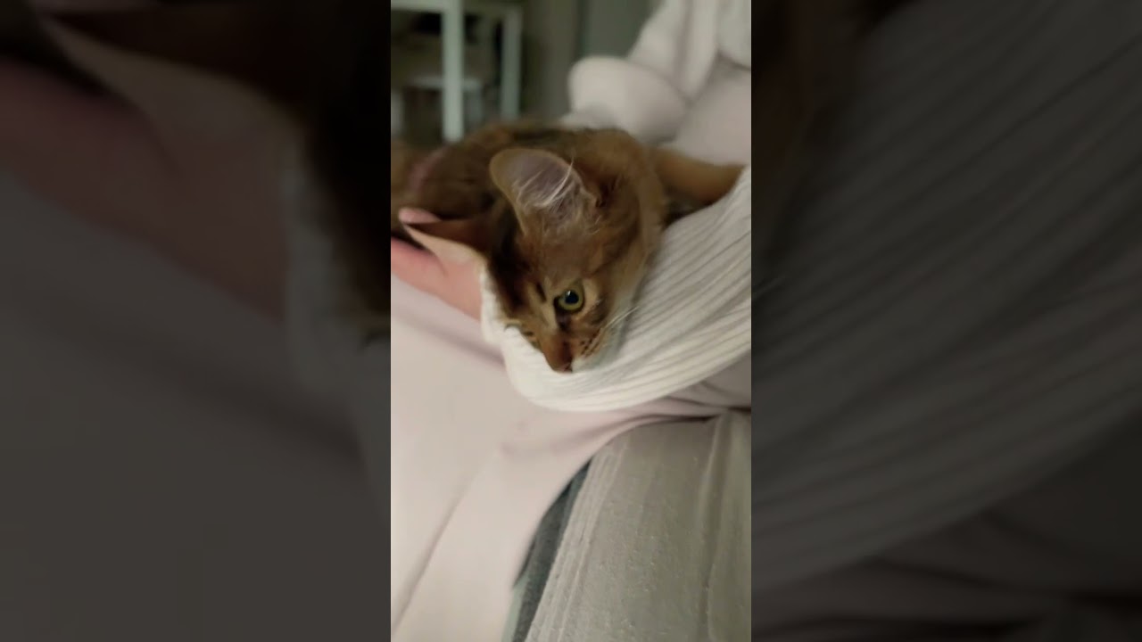 甘え上手なちょん氏 #cat #猫 #癒し #ソマリ #somali #shorts