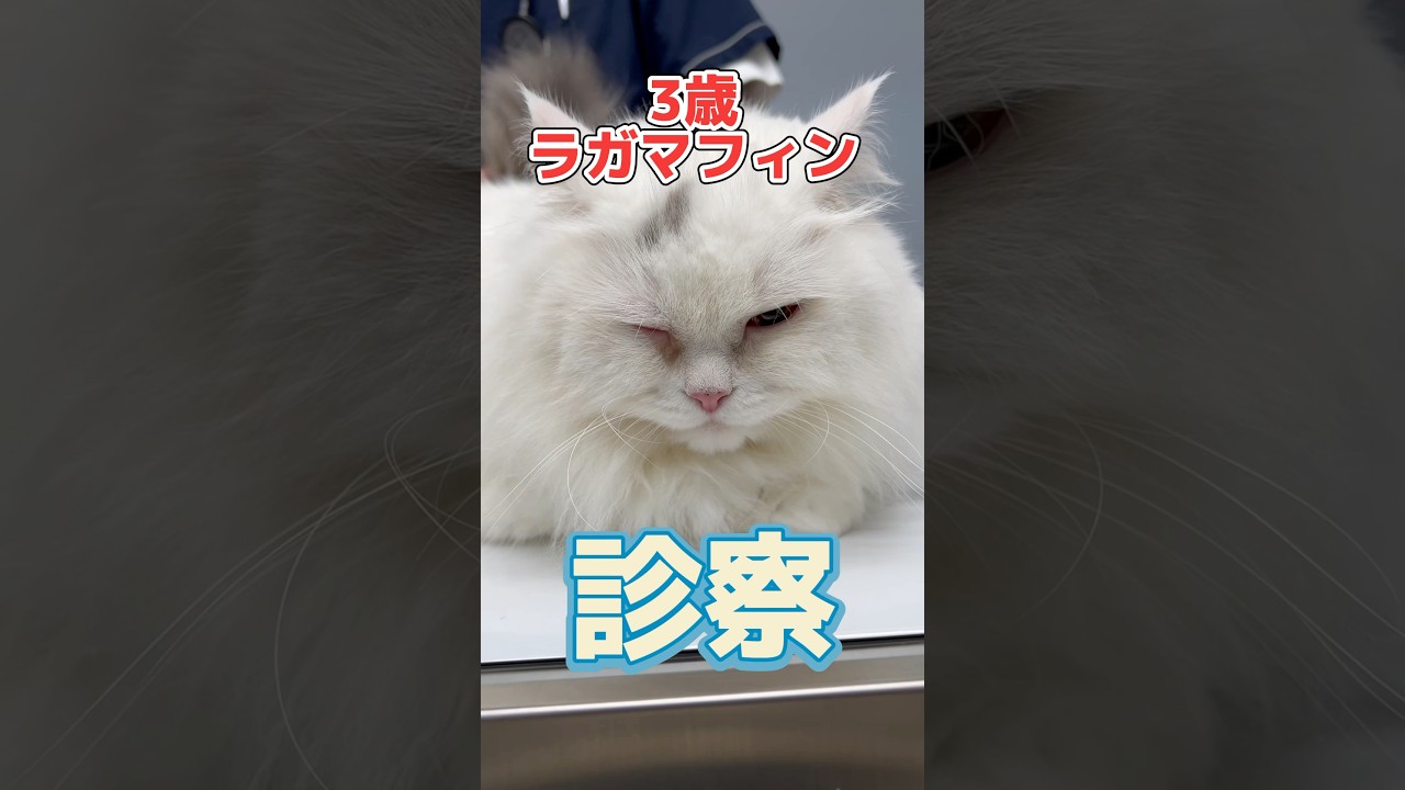 右目が開かない3歳のラガマフィンが動物病院にやって来た！